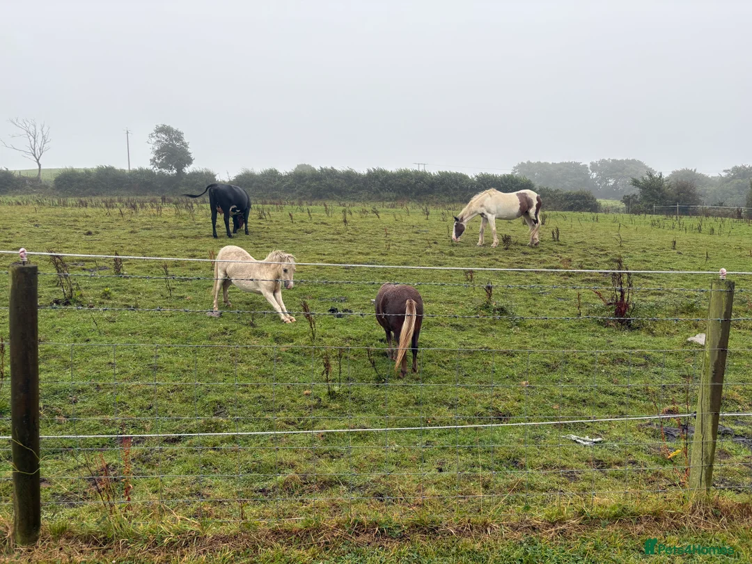 Miniature horses for sale: 2 Pali & white mini Shetlands  - Advert 11