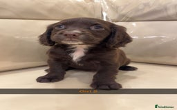 Cocker Spaniel dogs for sale: Cocker spaniel puppies  - Image 4