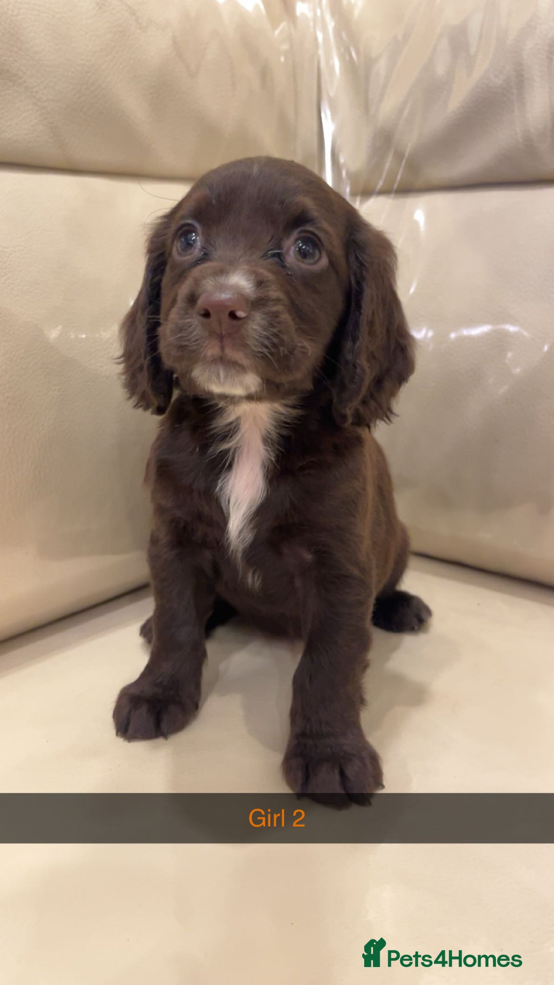 Cocker Spaniel dogs for sale: Cocker spaniel puppies  - Image 4