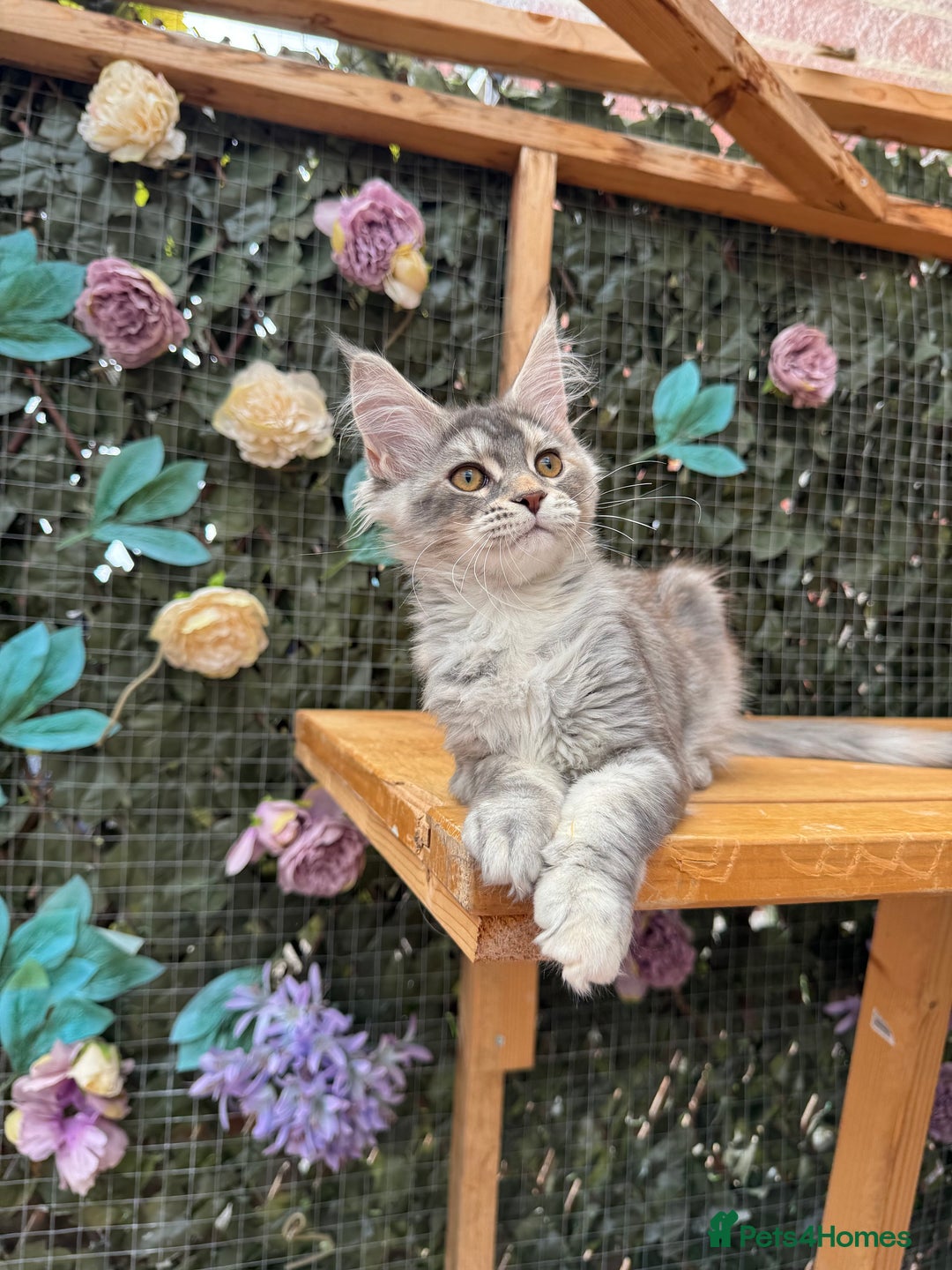 Maine Coon cats for sale: Russian bloodline Maine Coon Kittens 20+Gen! 🏆 - Image 15