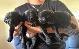 Labrador Retriever dogs for sale: Labrador  - Image 5