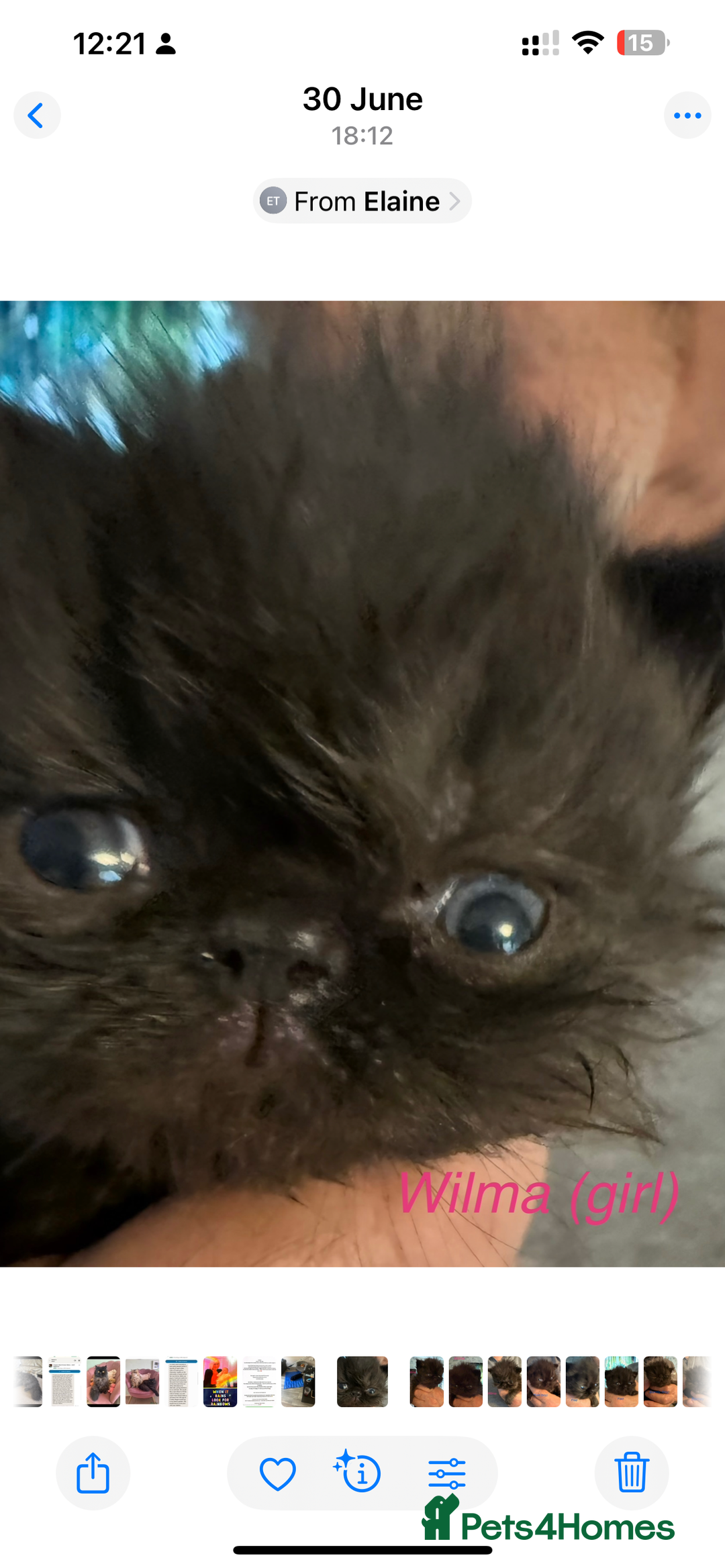 Persian cats for sale: Gorgeous Black Persian Kittens – GCCF Registered  - Image 11