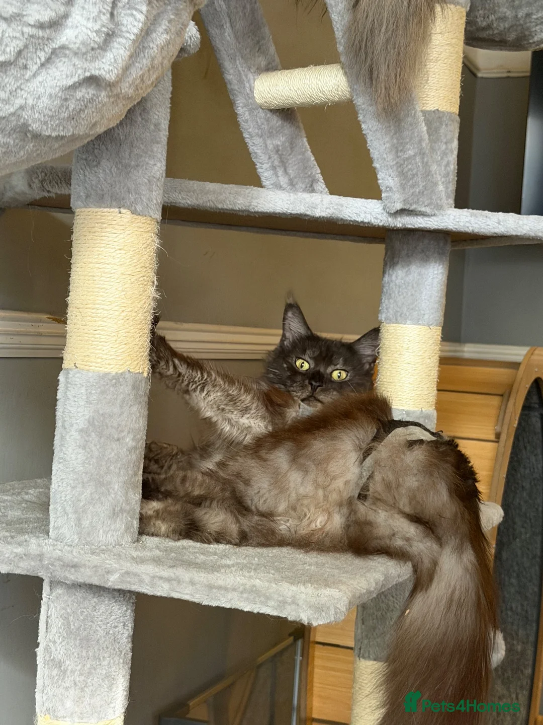 Maine Coon cats for sale: Tica registered Maine Coon kittens - Advert 1