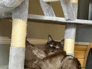 Maine Coon cats Tica registered Maine Coon kittens - Advert 5