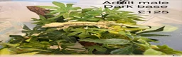 Gecko reptiles for sale: Crested Geckos various  in Burgess Hill - Advert 6