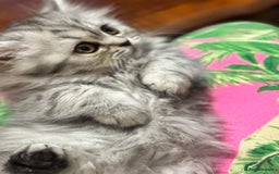 British Longhair cats for sale: British Long Hair Kittens - Image 18