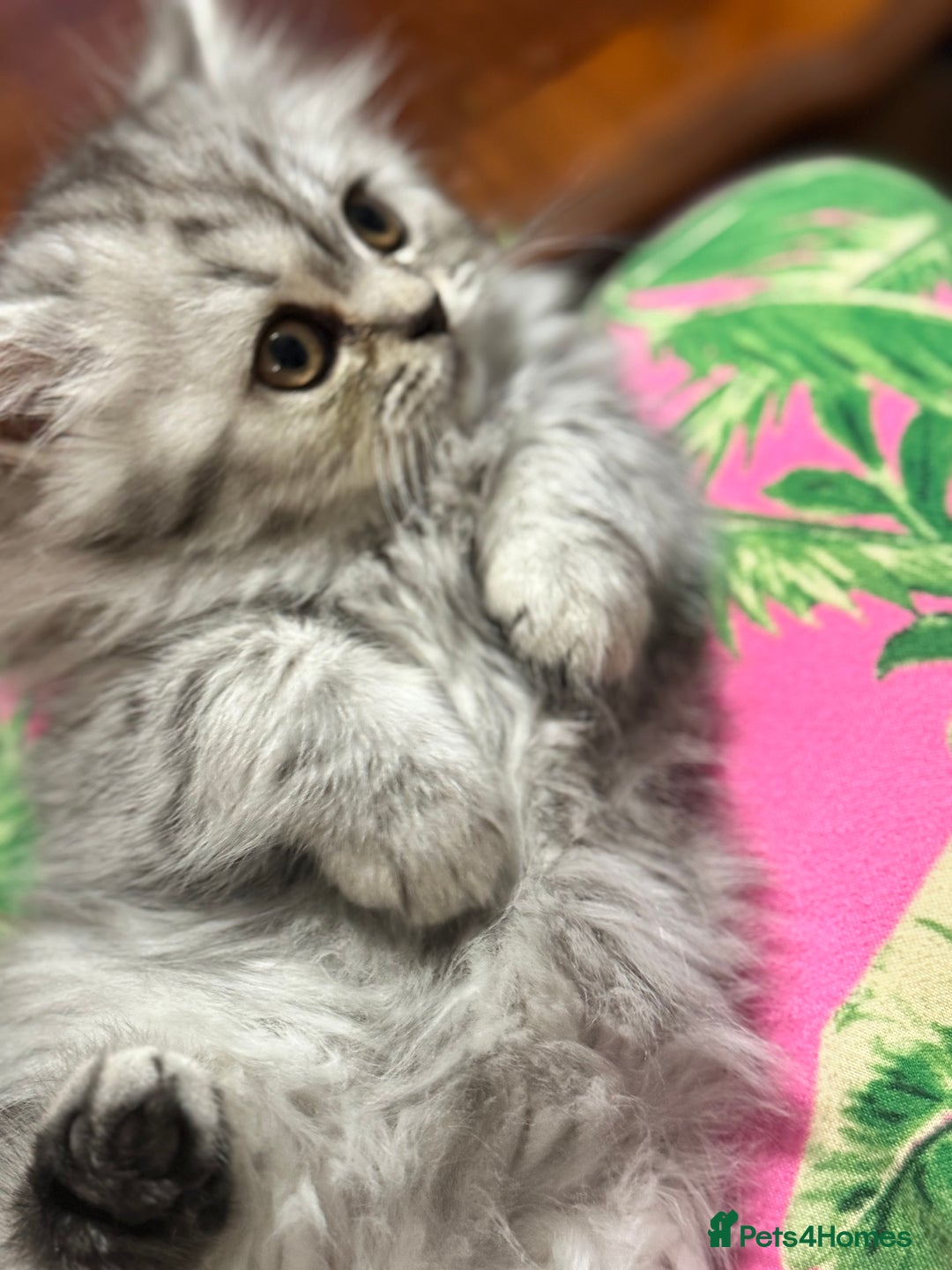 British Longhair cats for sale: British Long Hair Kittens - Image 18
