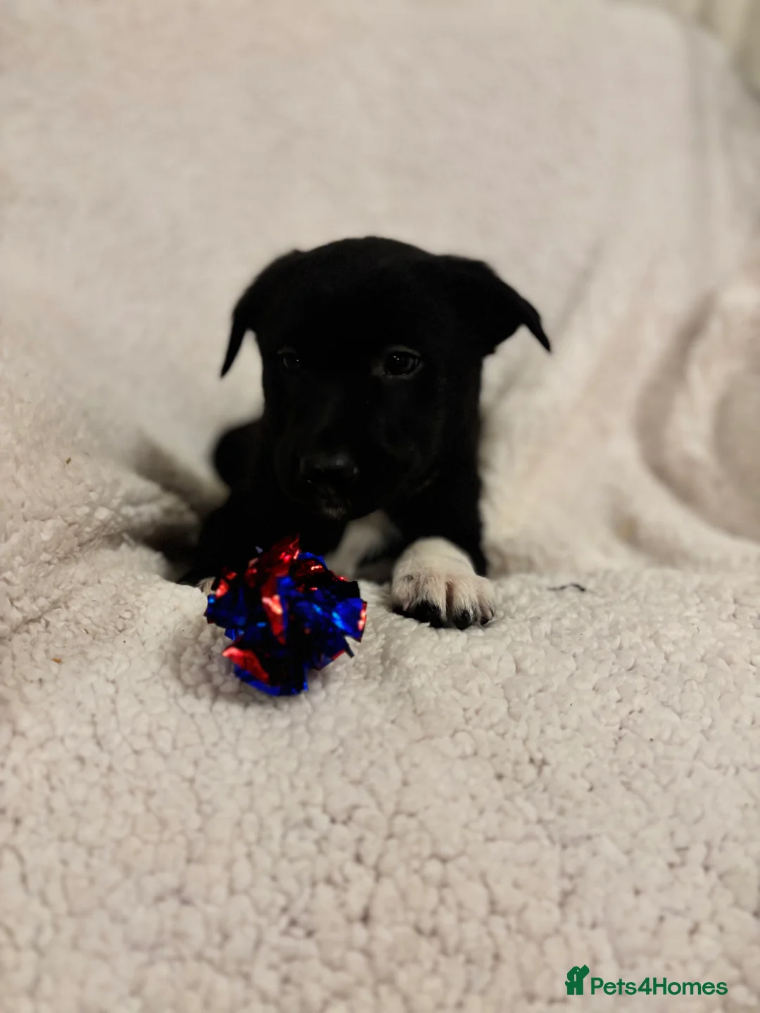 Borador dogs for sale: Beautiful Borador puppies for sale  - Advert 17