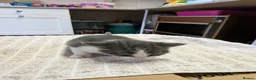 Mixed Breed cats for sale: 4 beautiful kittens for sale  - Advert 10