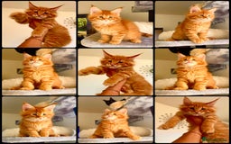 Maine Coon cats for sale: Mane Coon XXXL - Advert 2