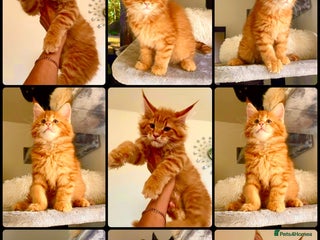 Maine Coon cats Mane Coon XXXL - Advert 2