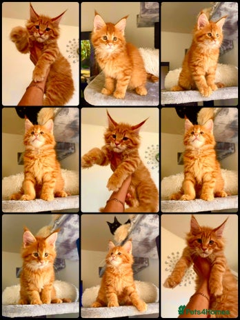 Maine Coon cats Mane Coon XXXL - Advert 1