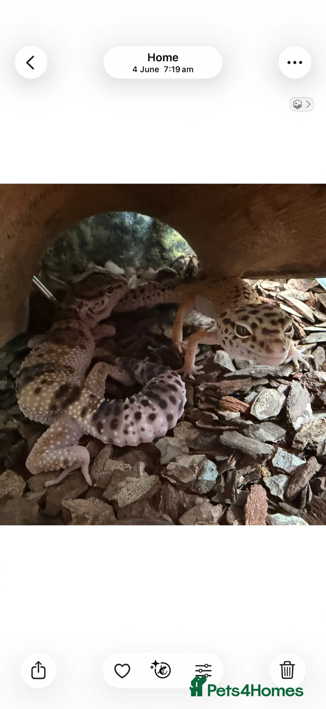 Leopard Gecko reptiles for sale: 2 female leopard geckos - Advert 5