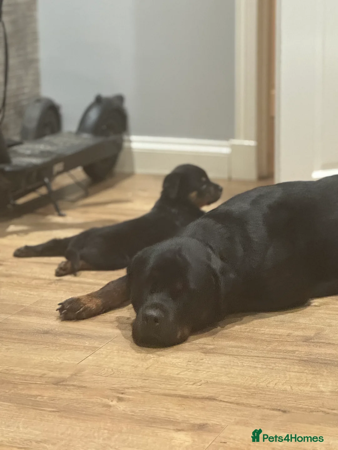 Rottweiler dogs for sale: Rottweiler Puppies - Advert 21