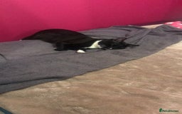 Domestic Shorthair cats for sale: Male Cat for sale - Image 4