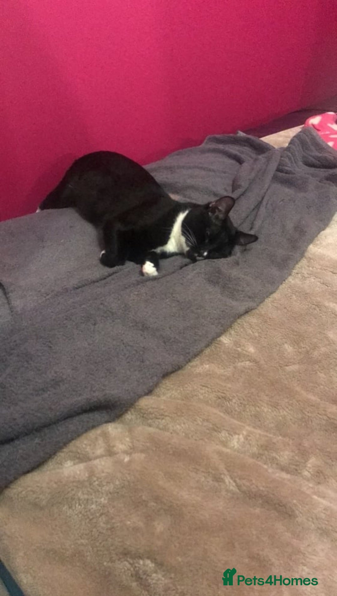 Domestic Shorthair cats for sale: Male Cat for sale - Image 4