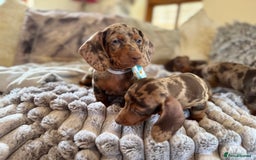 Miniature Dachshund dogs for sale: ❤️🐾💫 Outstanding Miniature Dachshunds 🐾❤️💫 - Image 32