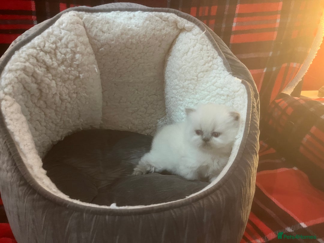 Persian cats for sale: 4 ADORABLE LITTLE CUTIE PIES, (READY 9TH JAN)  - Advert 15