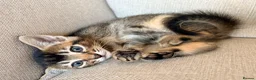 Mixed Breed cats for sale: Beautiful Home Raised Abyssinian Mix Kittens - Advert 7