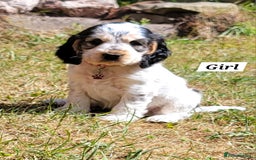 Cocker Spaniel dogs for sale: Blue Roan Tan-Sable Cocker Spaniel– KC bloodline - Image 12