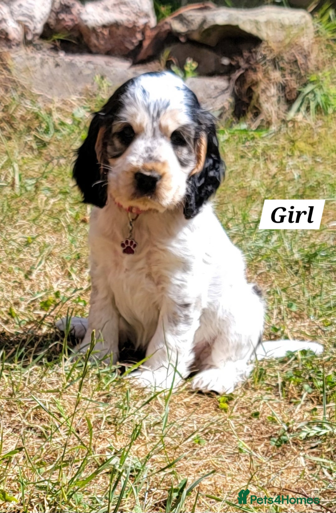 Cocker Spaniel dogs for sale: Blue Roan Tan-Sable Cocker Spaniel– KC bloodline - Image 12