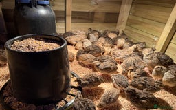 Quail poultry for sale: 🚨 COTURNIX QUAIL AVAILABLE NOW! 🐣🐥 - Image 11