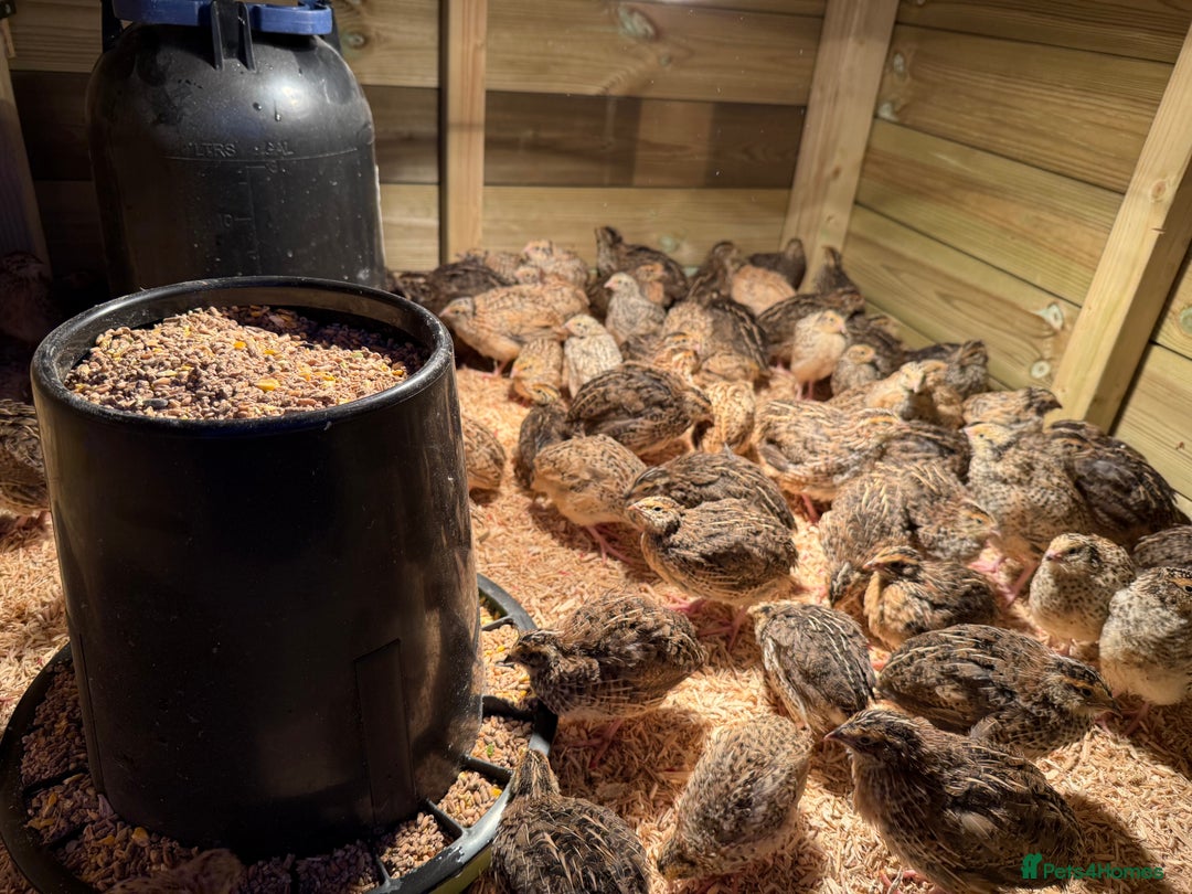 Quail poultry for sale: 🚨 COTURNIX QUAIL AVAILABLE NOW! 🐣🐥 - Image 11