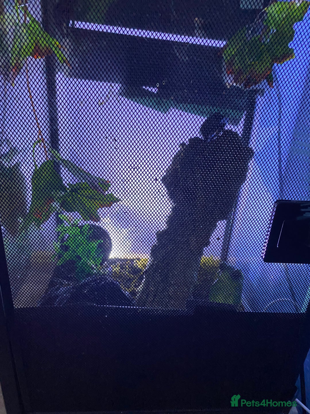 Spiders invertebrates for sale: Pink toed tarantula with enclosure - Advert 2