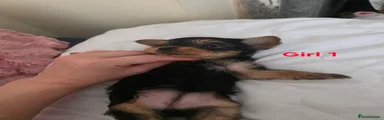 GIRL 1