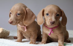 Miniature Dachshund dogs for sale: 🌟5StarsLicense+Holistic+KC+VetCheck+PRAClear - Image 34