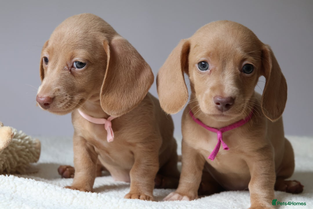 Miniature Dachshund dogs for sale: 🌟5StarsLicense+Holistic+KC+VetCheck+PRAClear - Image 34