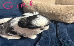Shih Tzu dogs for sale: Imperial Shih Tzu Ready to leave - Image 8