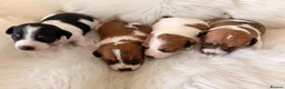 Jack Russell dogs for sale: Jack Russell puppies  in Consett - Advert 8