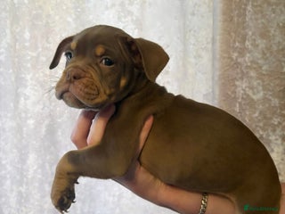 Olde English Bulldogge dogs Olde English bulldog puppies - Advert 1