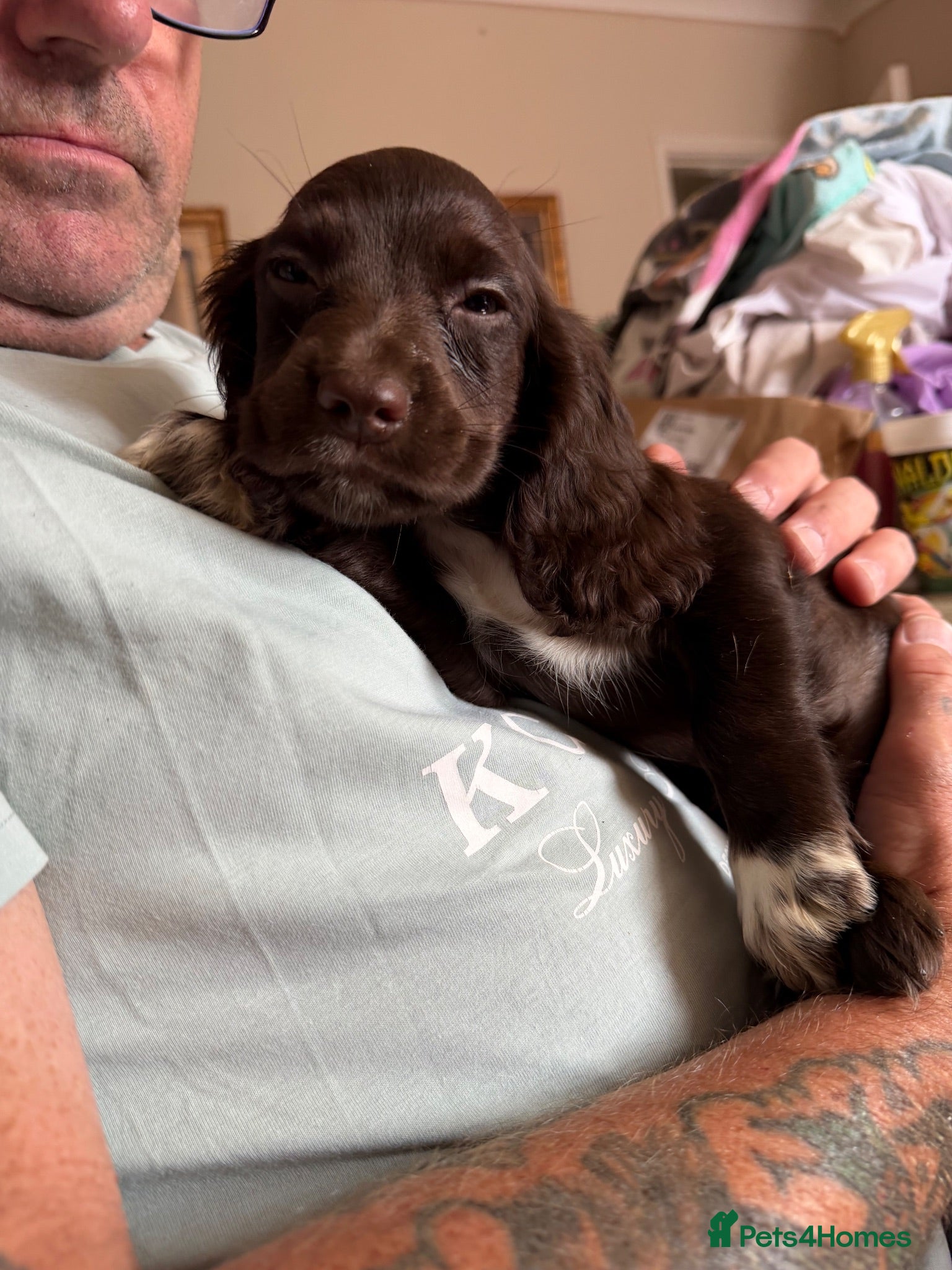 Cocker Spaniel dogs Last Cocker spaniel chocolate girl - Advert 4