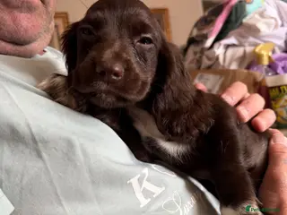 Cocker Spaniel dogs Last Cocker spaniel chocolate girl - Advert 1