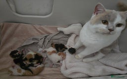 British Shorthair cats for sale: ☆AVAILABLE NOW☆ 5 half/British Shorthair kittens - Image 10