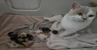Mixed Breed cats - Advert 4