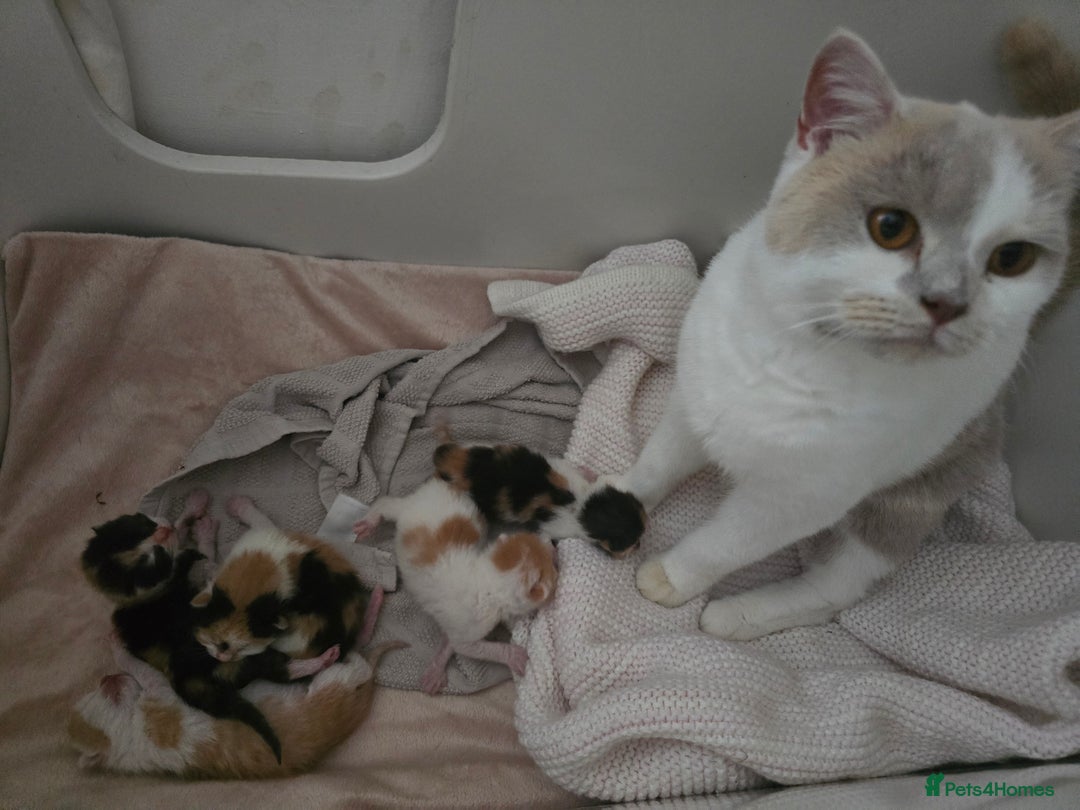 British Shorthair cats for sale: ☆AVAILABLE NOW☆ 5 half/British Shorthair kittens - Image 10