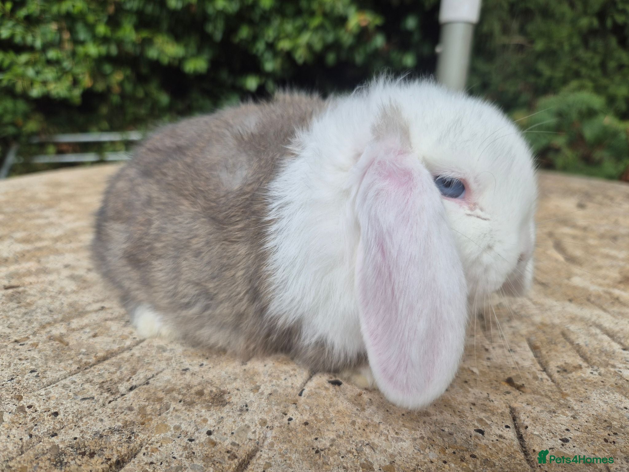 Mini Lop rabbits 🍓Gorgeous mini lop babies 🍓 - Advert 2