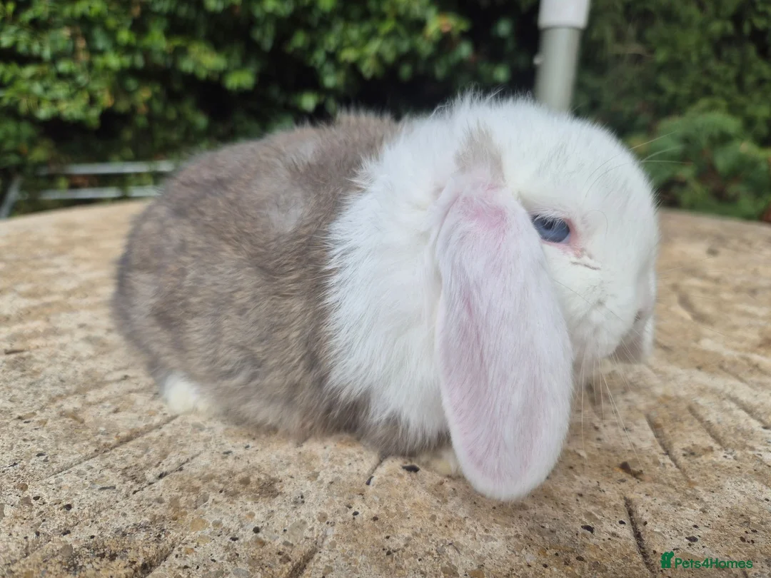 Mini Lop rabbits for sale: 🍓Gorgeous mini lop babies 🍓 - Advert 2