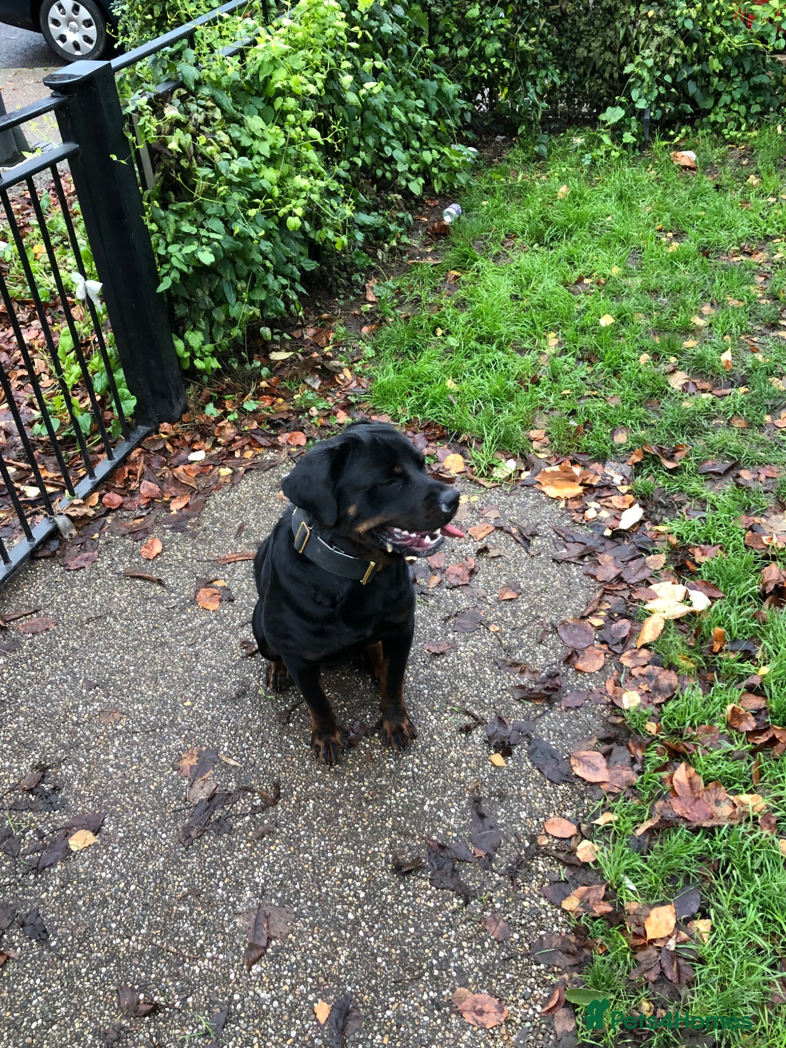 Rottweiler dogs Pure breed Rottweiler stud - Advert 11