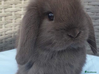 Mini Lop rabbits - Advert 4