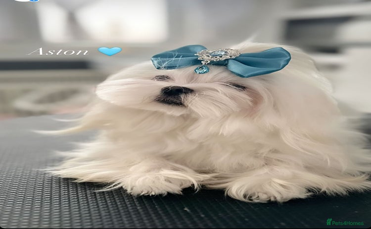 Maltese dogs - Advert 4