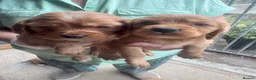 Cockalier dogs for sale: 7 beautiful red cockerlier females - Advert 5