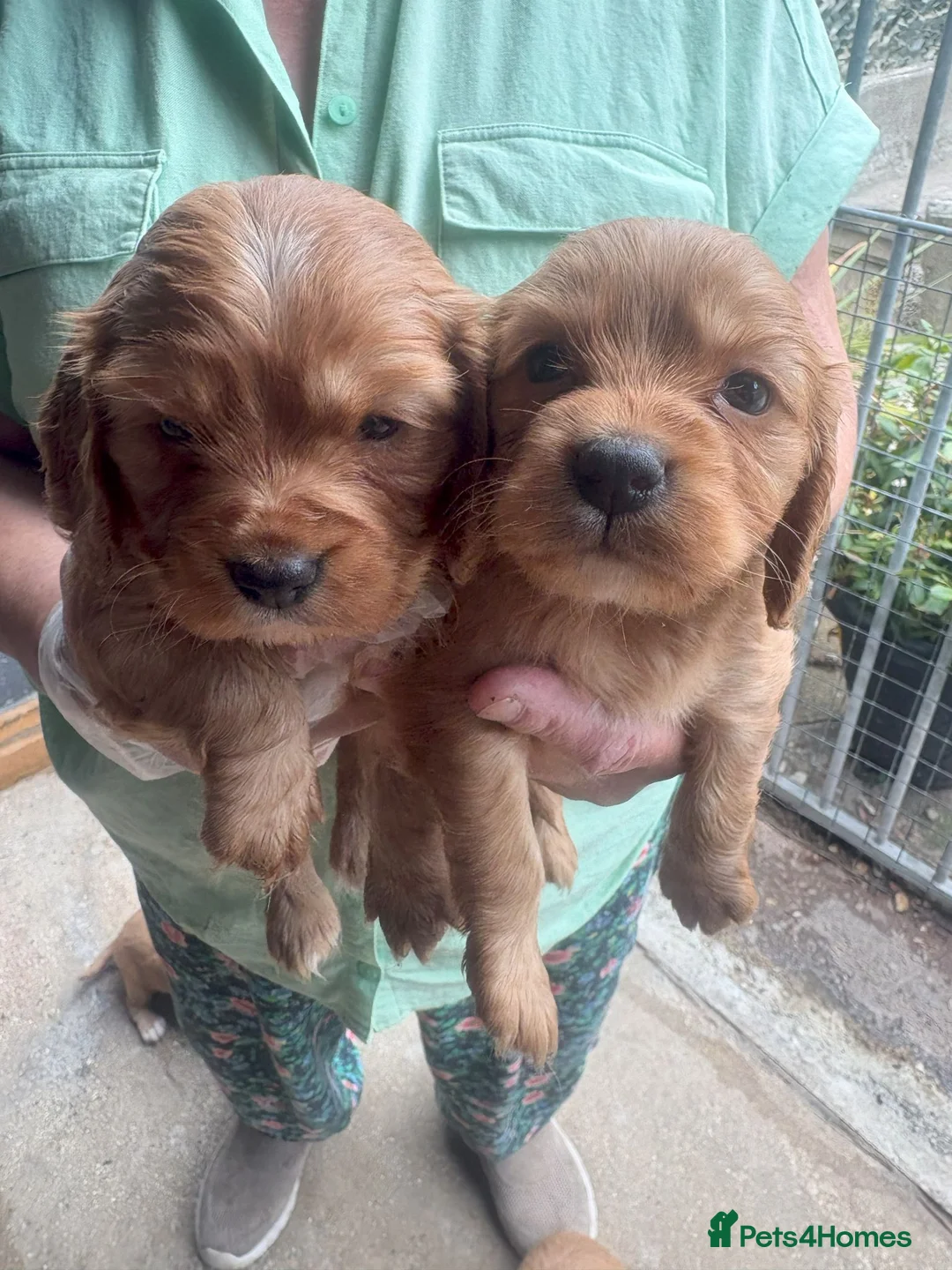 Cockalier dogs for sale: 7 beautiful red cockerlier females - Advert 5