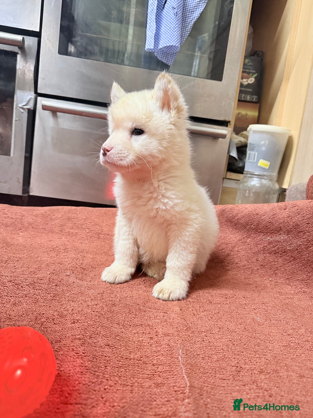 Akita dogs for sale: American Akita - Advert 23