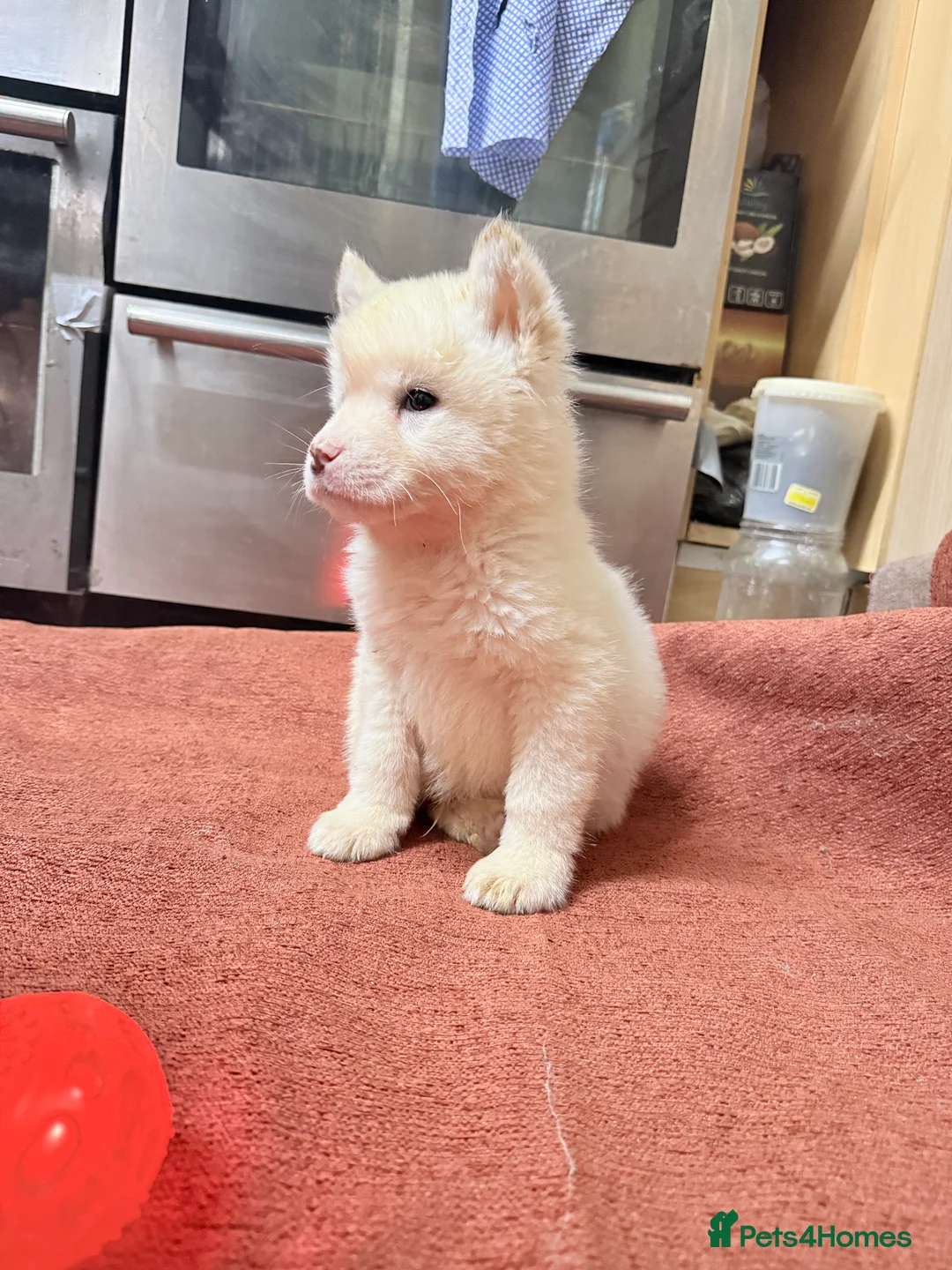 Akita dogs for sale: American Akita - Advert 23