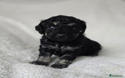 Miniature Poodle dogs for sale: SMALL SIZE MINIATURE PUPPIES RARE COLOUR DNA TEST - Image 15