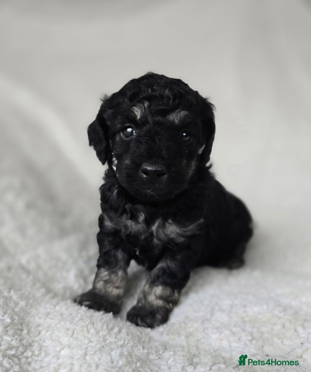 Miniature Poodle dogs for sale: SMALL SIZE MINIATURE PUPPIES RARE COLOUR DNA TEST - Image 15